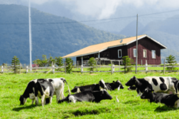 Kinabalu Desa Cattle + Canopy Walk