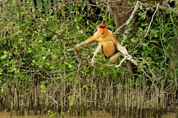 Kawa Proboscis Monkey & Firefly