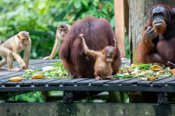 Visit Sepilok Orang Utan And Sun Bear Half Day Tour