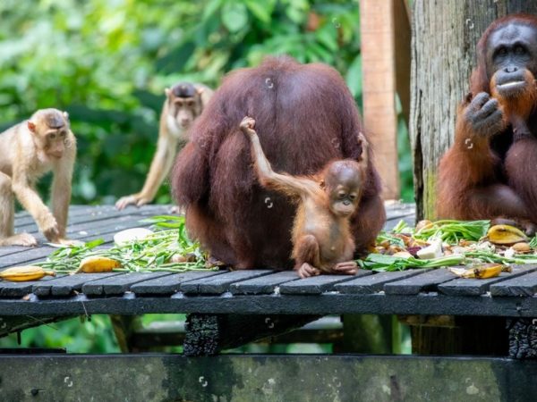 Visit Sepilok Orang Utan And Sun Bear Half Day Tour