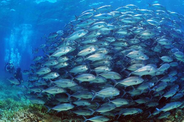 4D3N Semporna Bubble Fish Water Villa