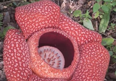 RAFFLESIA BOOLMING