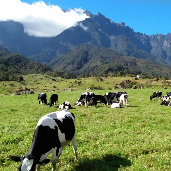 Sabah-Travel-Agency-2